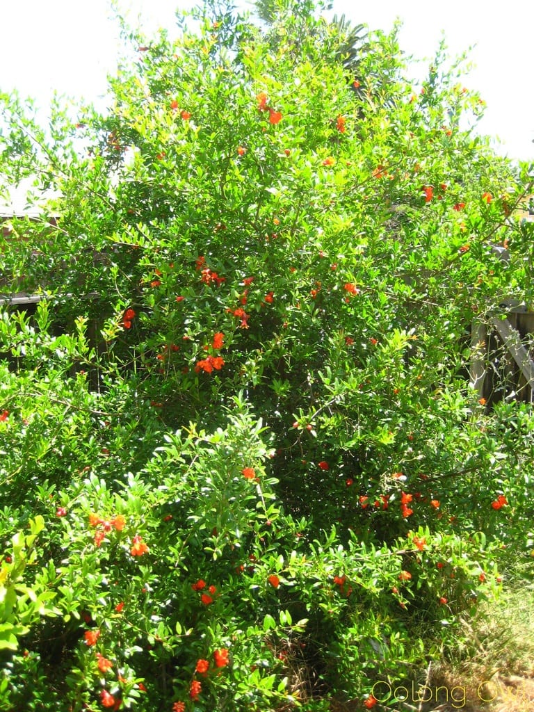 Pomegranate Magnolia White Tea from Upton Tea Imports - Oolong Owl Tea Review (2)