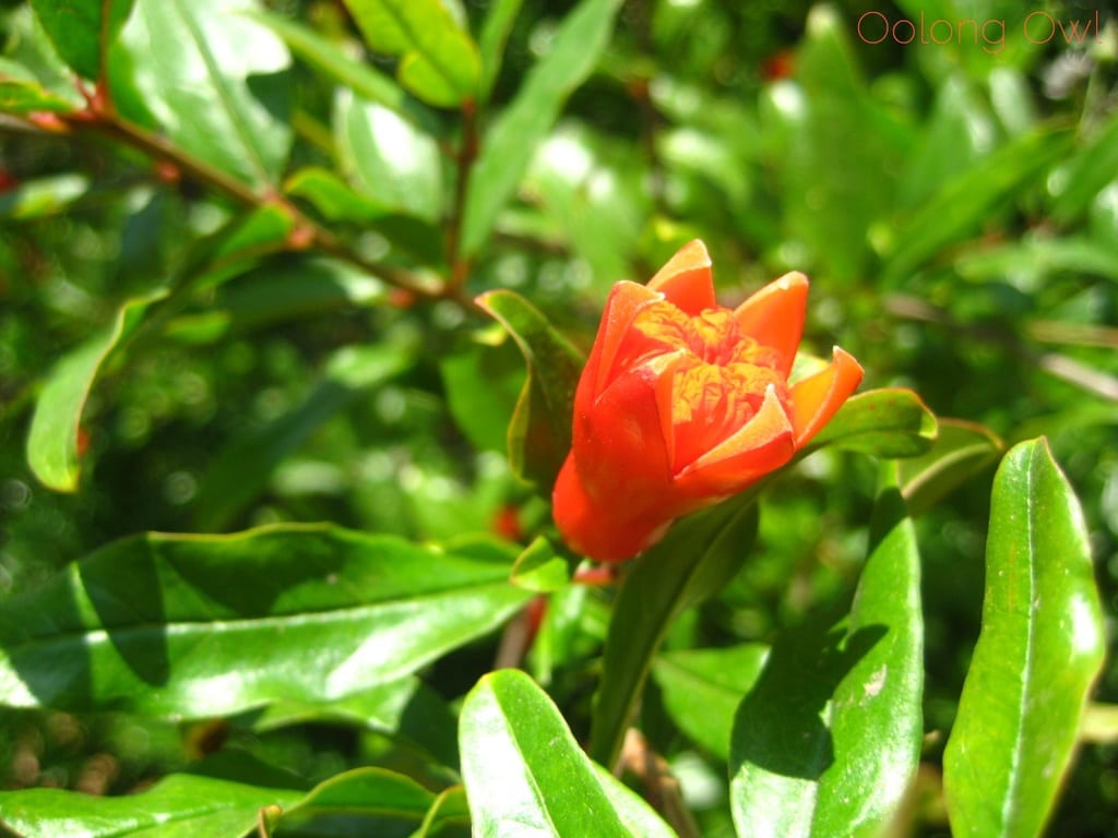 Pomegranate Magnolia White Tea from Upton Tea Imports - Oolong Owl Tea Review (3)