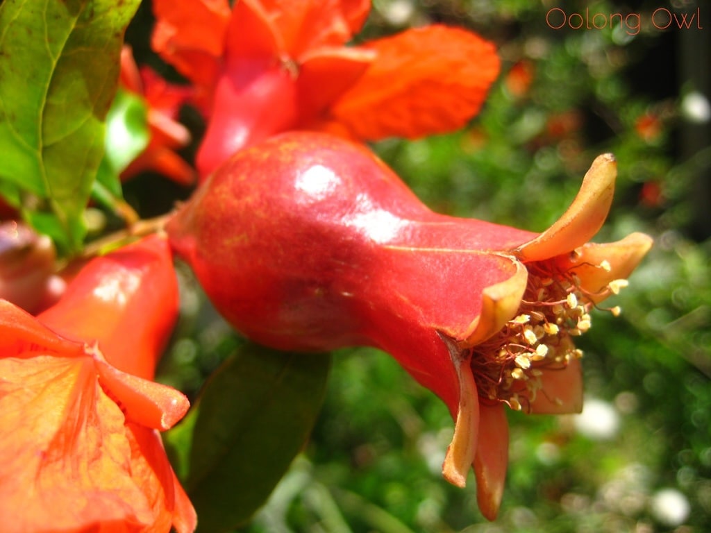 Pomegranate Magnolia White Tea from Upton Tea Imports - Oolong Owl Tea Review (7)