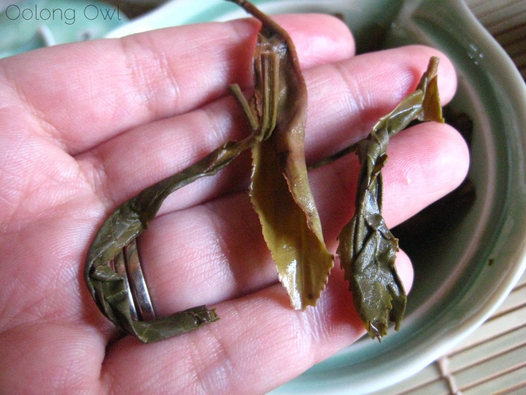2012 Qui Yun Wild Arbor Raw Pu-er from Yunnan Sourcing - Oolong Owl Tea Review (15)