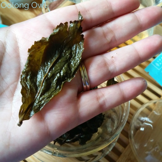 Tea Ave Oolong Preview - Oolong Owl Tea Review (15)