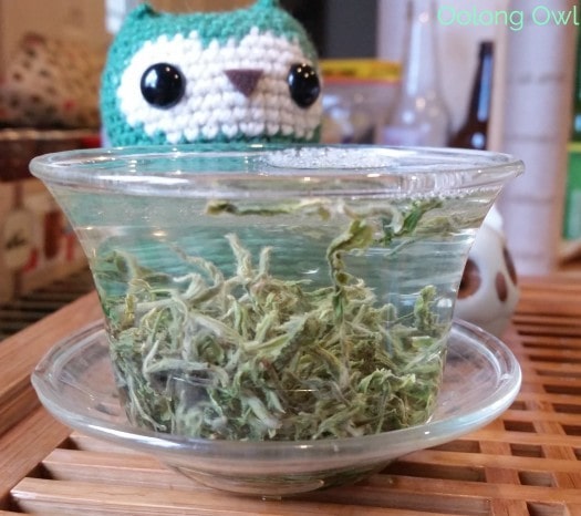 Tea Adventure Green Teas - Oolong Owl (5)